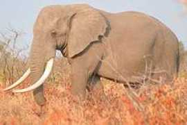krugerpark.co.za Timaka