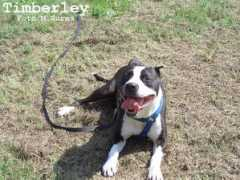 listenhunde.de Timberley
