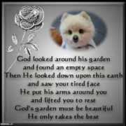 allaboutdogsandcats.com Timbit