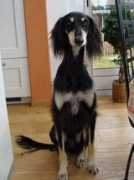 saluki-web.de Timila