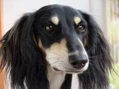 saluki-web.de Timila