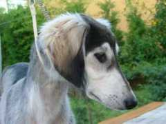 saluki-web.de Timila