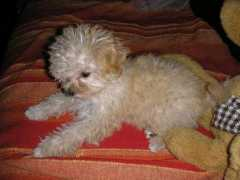 foursoftpaws.yuku.com Timino