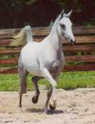 serenityarabianfarms.com Timira