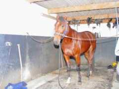 Timoko