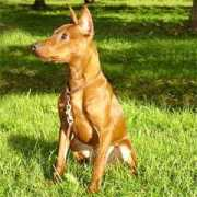 millgret.breeder.ee Timosha
