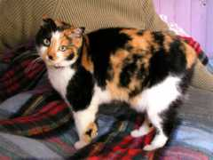 tortiecats.free.fr Timoune