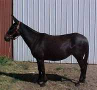 diamondcmules.com Tina