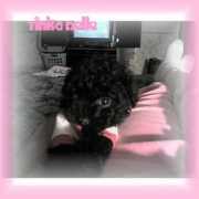 kymstoypoodles.tripod.com Tinka
