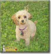 dogoftheday.com Tinkie