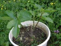 rastline.com Tinkova