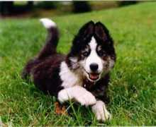Tipat