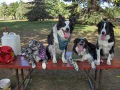 dogforums.com Tirand