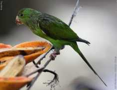 oiseaux.net Tirica