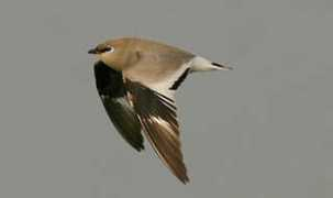 speciesguide.delhibird.net Tiririt