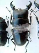 beetlebreeding.ch Titanus