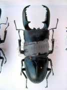 beetlebreeding.ch Titanus