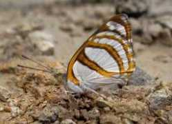 discoverlife.org Tithia