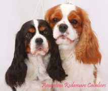 cats-dogs-ukraine.com Titiane
