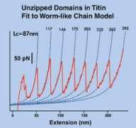 Titin