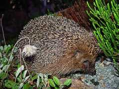 Titurus
