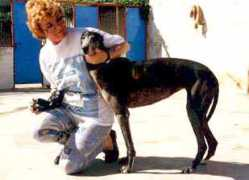 amigosdelosgalgos.org Tizone