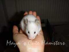 mayahamsters.estranky.cz Tizziano