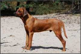 shayela.nl Tjabo