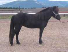 icefarm.com Tjara