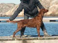 wildirishroses.com Tjrn