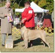 gatehousemastiffs.com Tkila