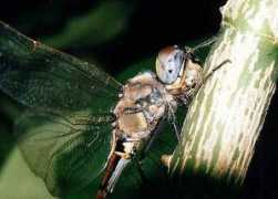 brisbaneinsects.com Tmark