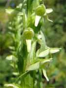 northland-paradise.com Tngo