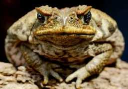 Toads