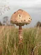 fotolibra.com Toadstool