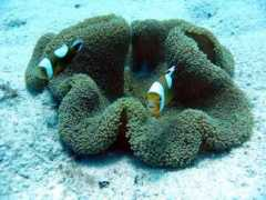 Toaka