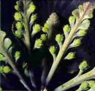 conifers.org Toatoa