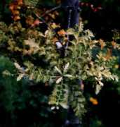 conifers.org Toatoa