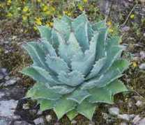 fichas.infojardin.com Tobala