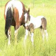 thorppainthorses.com Tobian