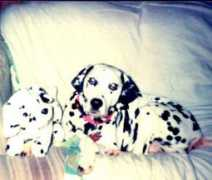 dogsaver.org Tobian