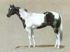 netlist.co.nz Tobiano