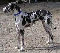 newhopefordanes.org Tobias