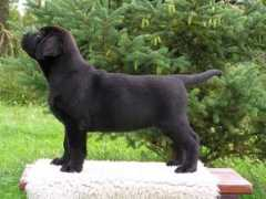 labrador-retriever.cz Tobik