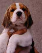 beagle.cz Tobisa