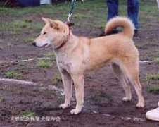 shibaho.net Tochino