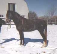 michiganmorganfuturity.com Todita