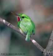Tody