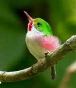 Tody
