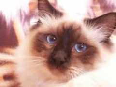 birmans.it Toffanello